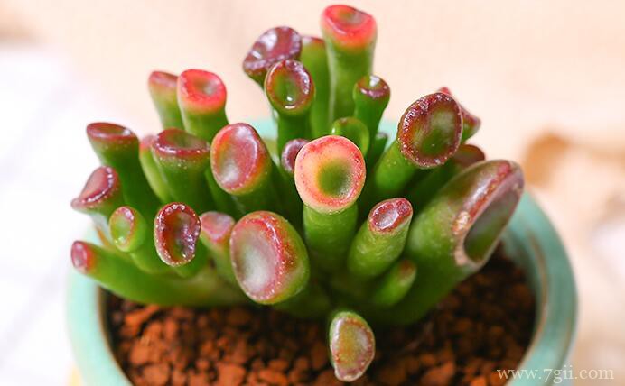 吸财树的图片大全，吸财树高清图片！