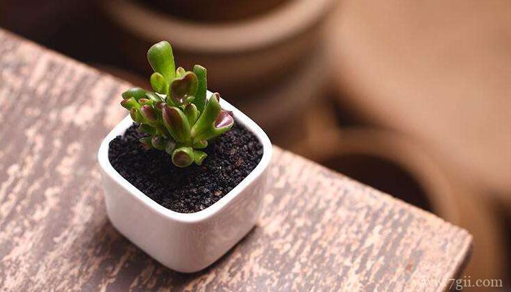 吸财树有毒吗？吸财树没有毒