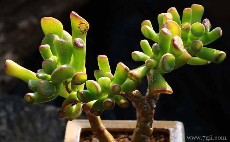 吸财树可以叶插繁殖吗？吸财树叶插繁殖方法