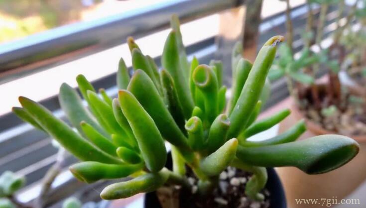 吸财树可以叶插繁殖吗？吸财树叶插繁殖方法