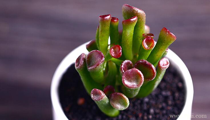 吸财树可以叶插繁殖吗？吸财树叶插繁殖方法