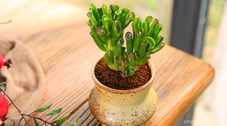 吸财树如何修剪？吸财树的修剪方法