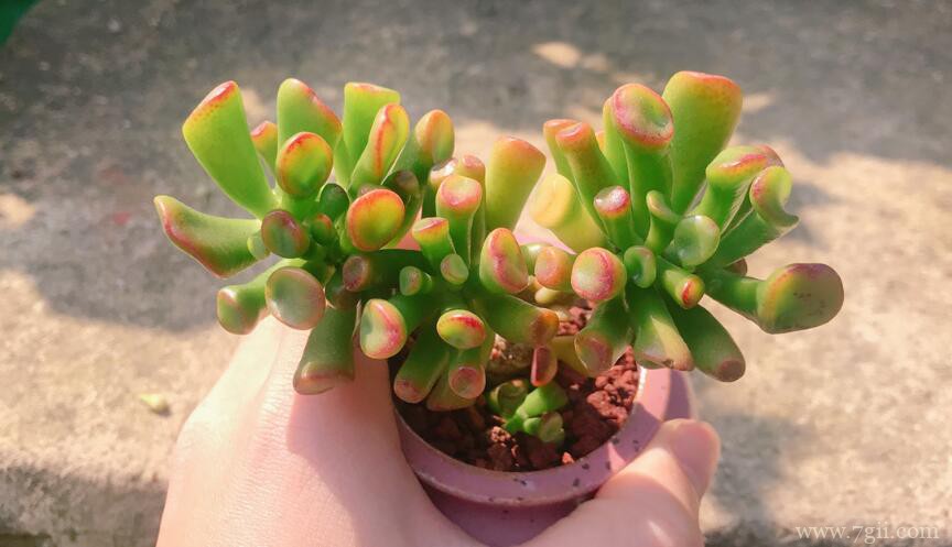 夏天怎么养殖吸财树？