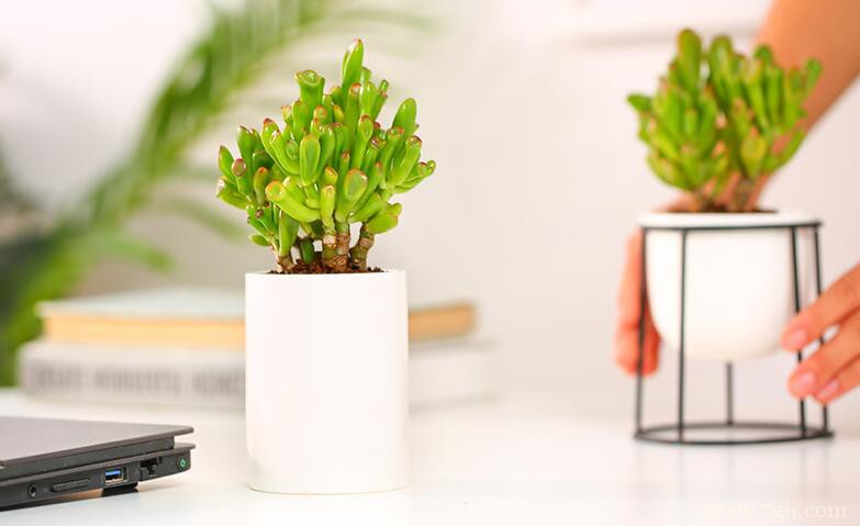 吸财树的开花时间