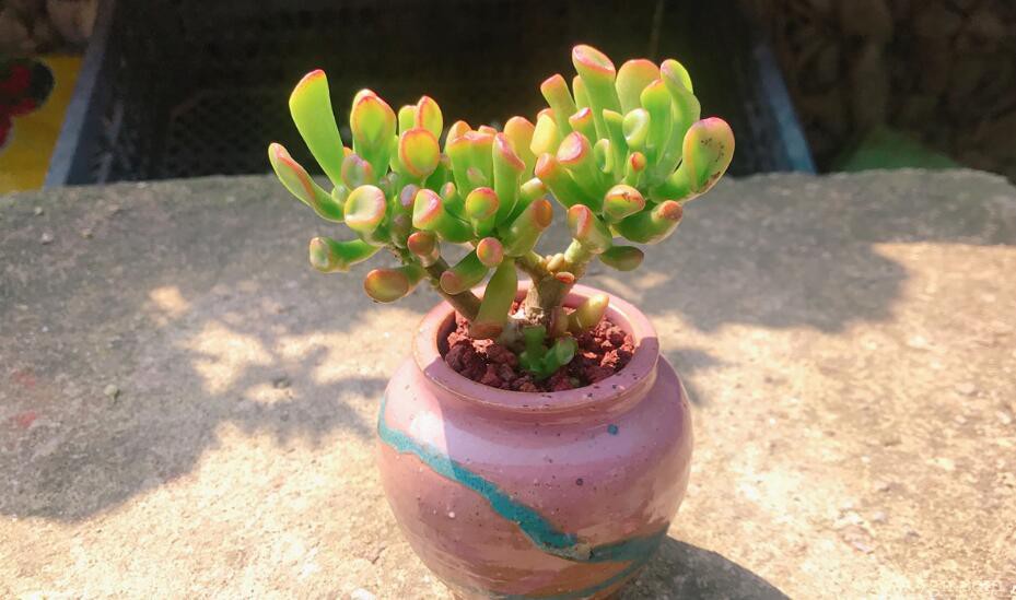 吸财树可以开花吗？