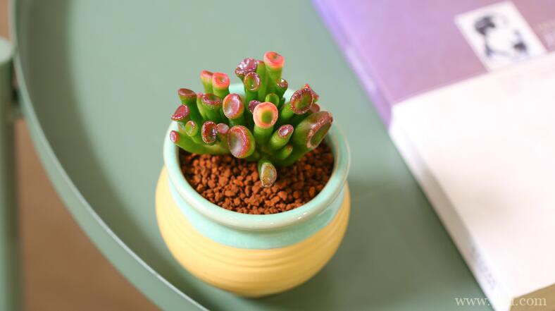 吸财树可以开花吗？