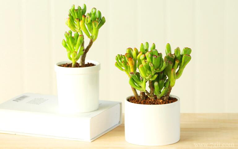 吸财树的养殖方法