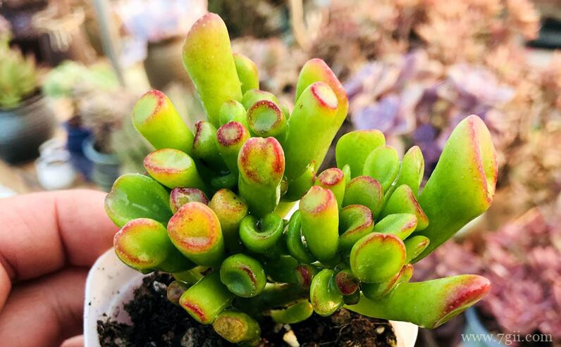 多肉吸财树怎么繁殖？