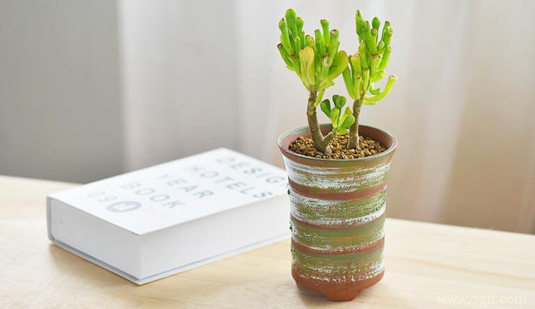 多肉吸财树怎么繁殖？