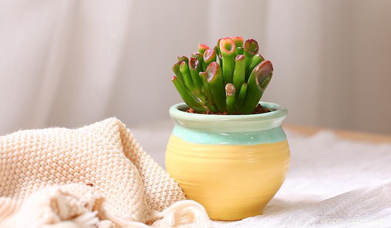 吸财树叶插繁殖方法和注意事项