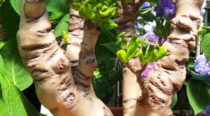 吸财树怎么养成老桩？吸财树养成老庄需要多久？