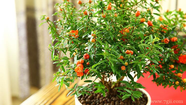 石榴花怎么养护？石榴花的养护方法