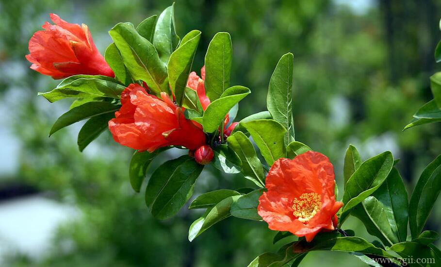 石榴花怎么养护？石榴花的养护方法