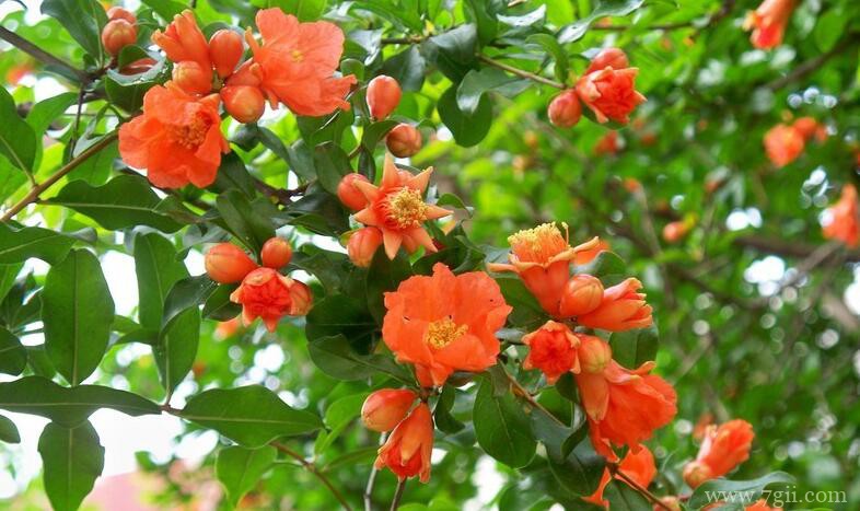 石榴花怎么养护？石榴花的养护方法