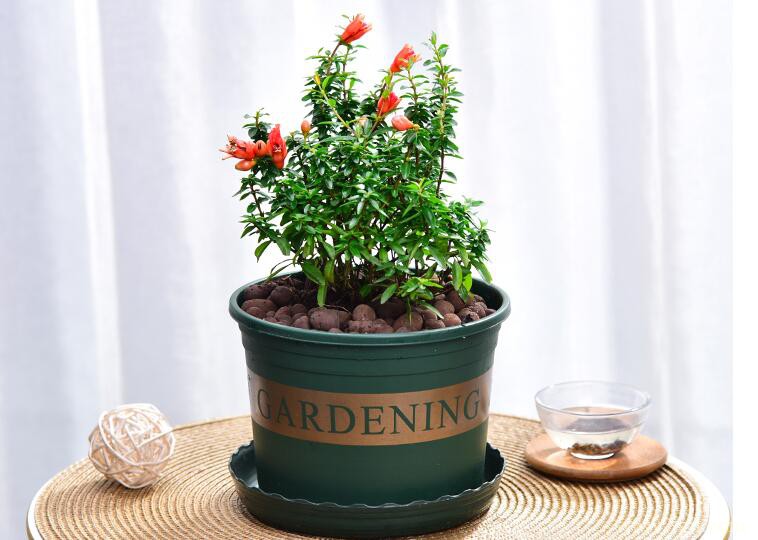 石榴花的风水作用