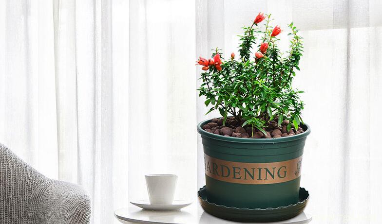 秋天怎么养护石榴花？追施氮肥修剪整枝