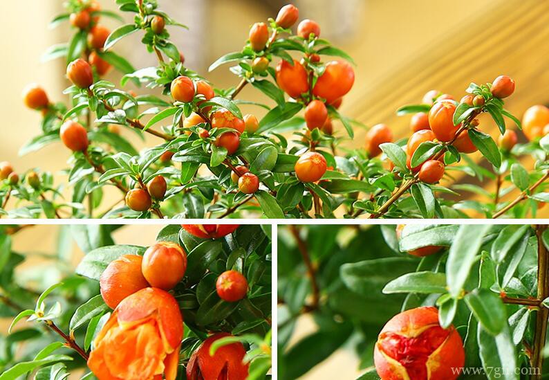 秋天怎么养护石榴花？追施氮肥修剪整枝