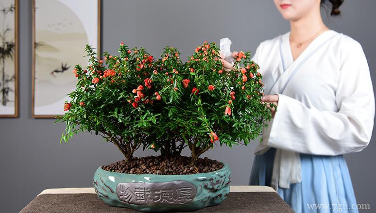 秋天怎么养护石榴花？追施氮肥修剪整枝