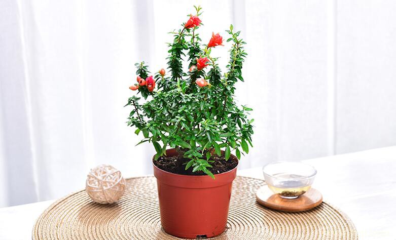 石榴花常见的虫害及防治办法