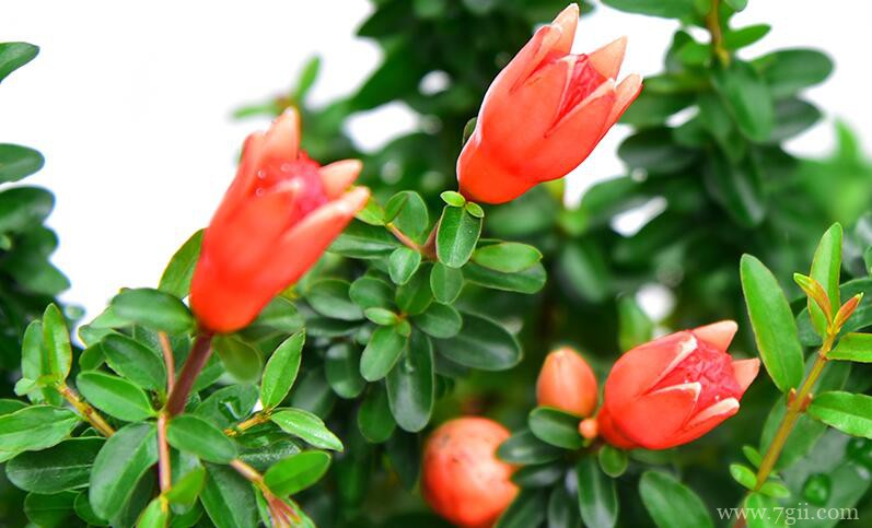 石榴花的养殖方法和注意事项