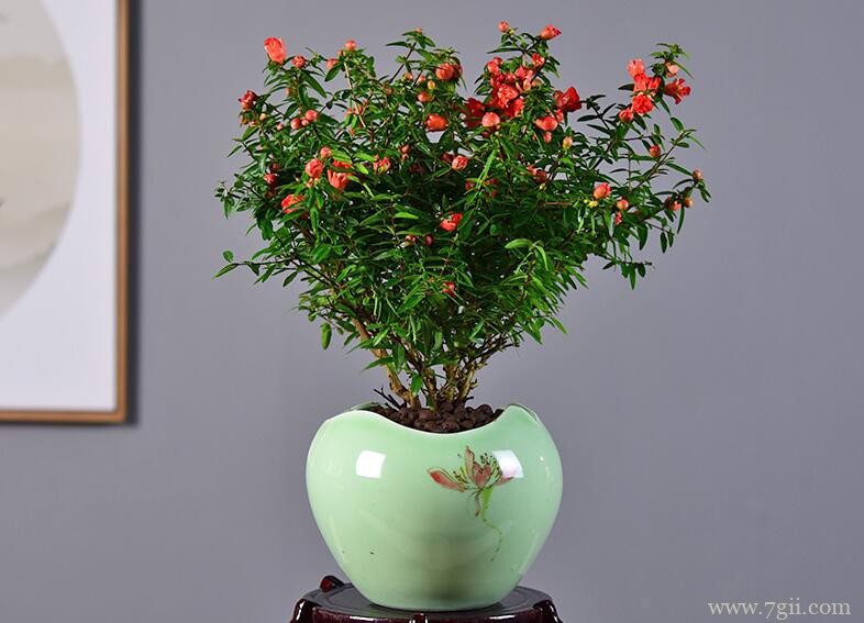 石榴花的养殖方法和注意事项