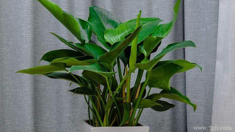 金钻怎么养殖？养殖金钻需要注意什么？