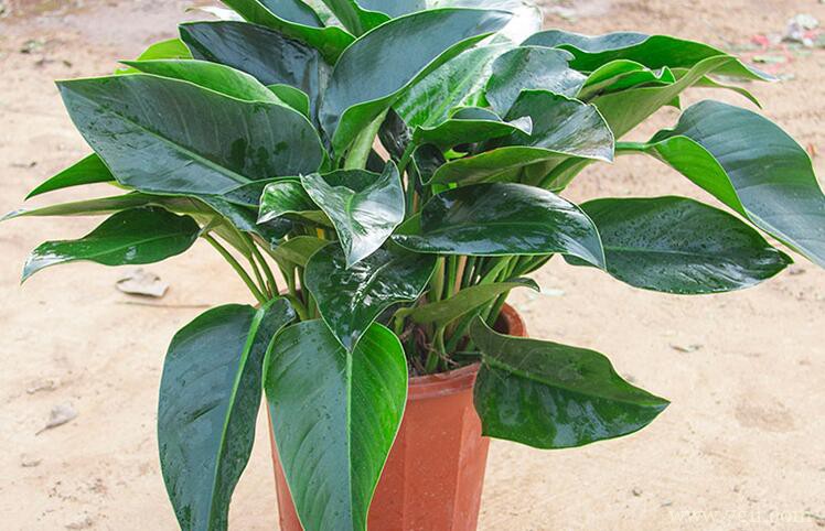 金钻怎么养殖？养殖金钻需要注意什么？