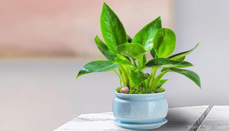 金钻怎么养殖？金钻的养殖方法