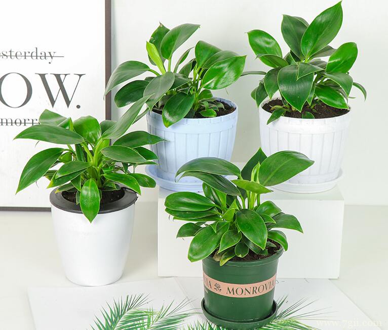 金钻如何养殖？金钻养爆盆的方法