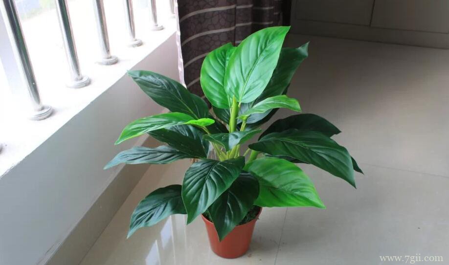 金钻怎么养？金钻的养殖方法