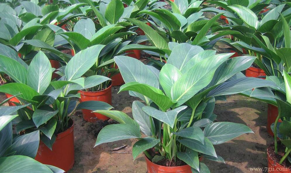 金钻怎么修剪？大叶金钻的修剪方法