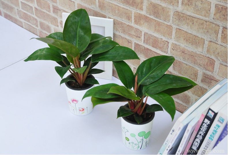 金钻怎么养殖？金钻怎么修剪？