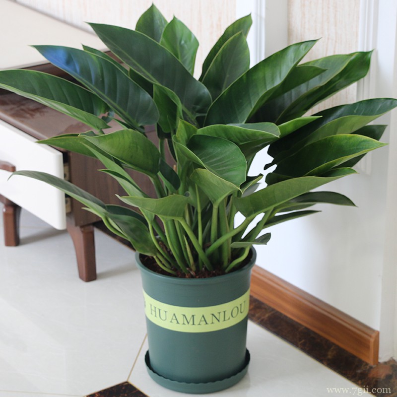 金钻怎么换盆？金钻的换盆方法