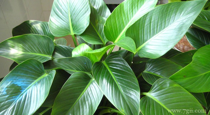 大叶金钻怎么种植？大叶金钻的种植方法