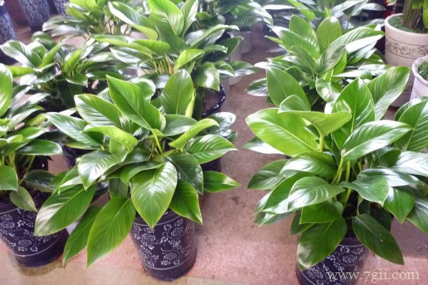 大叶金钻怎么种植？大叶金钻的种植方法