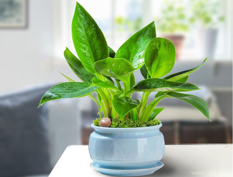 大叶金钻怎么养护？大叶金钻的养护管理方法