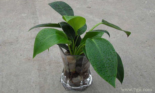 金钻怎么水培？金钻的水培养殖方法