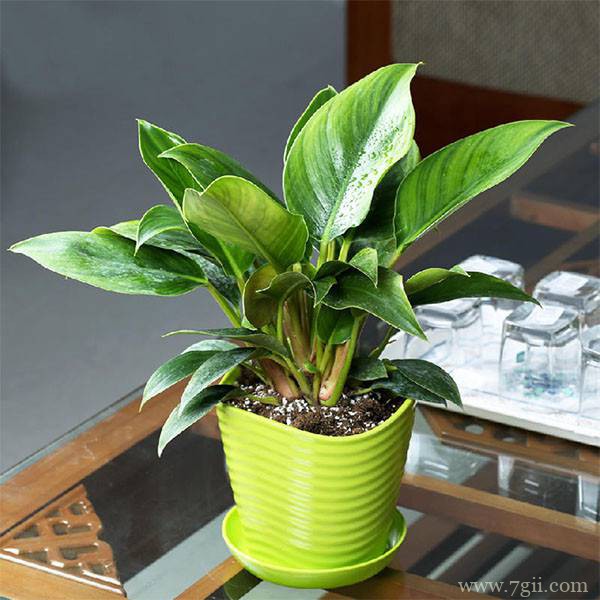 金钻如何养殖？绿公主金钻养殖方法