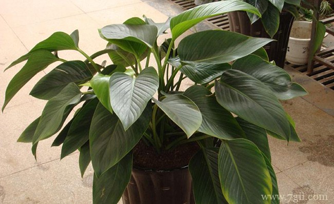 金钻如何修剪？金钻的养殖和修剪方法