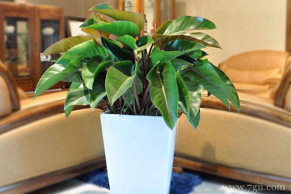 金钻怎么换盆？金钻的移栽换盆方法