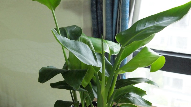 新买的金钻怎么栽？