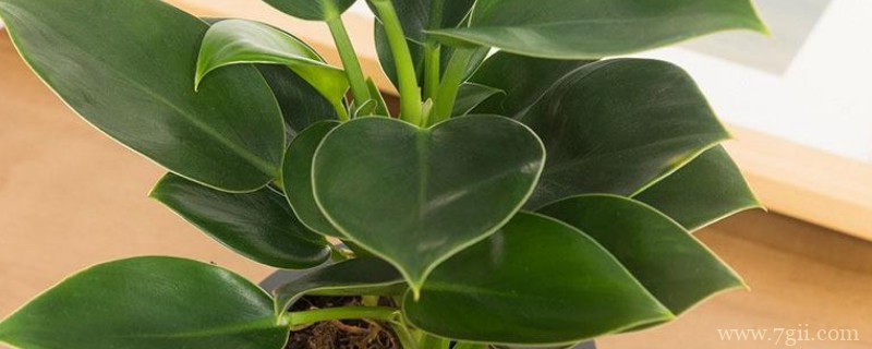 大金钻有没有毒？