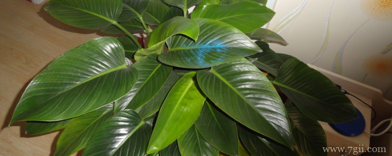 金钻和滴水观音的区别