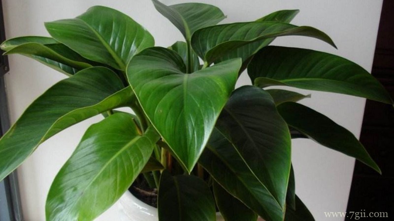 金钻和滴水观音的区别