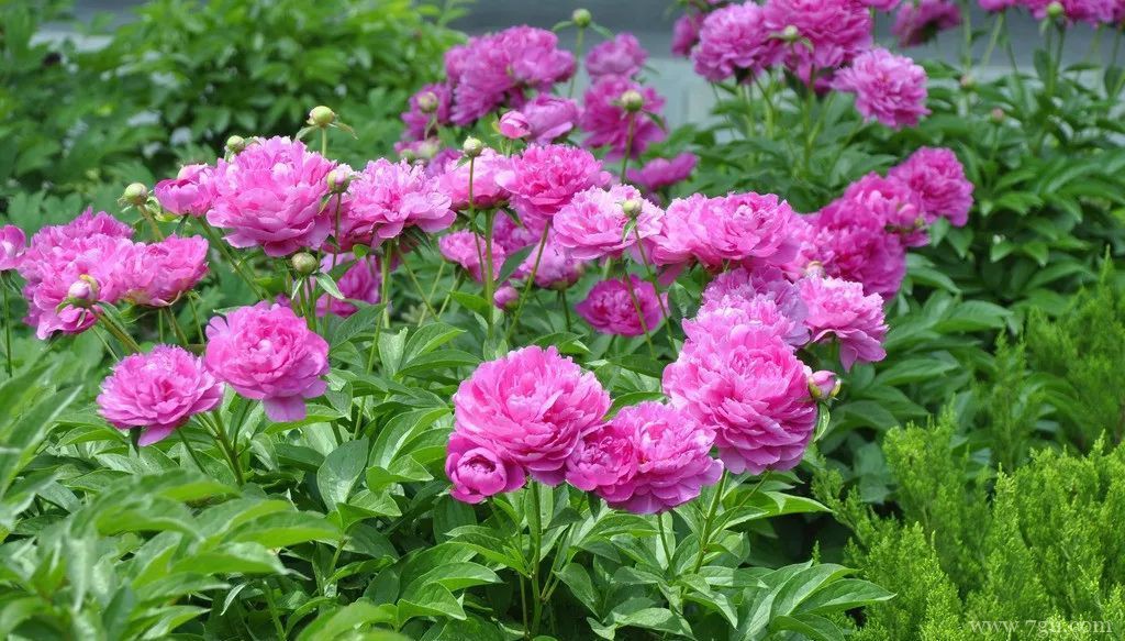 芍药花叶片卷曲怎么办？