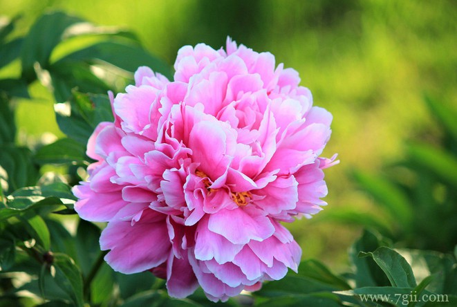 芍药花花谢后怎么养护？