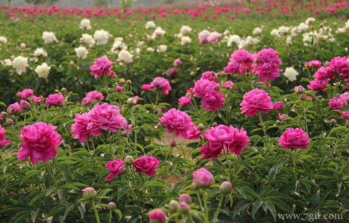 芍药花花谢后怎么养护？