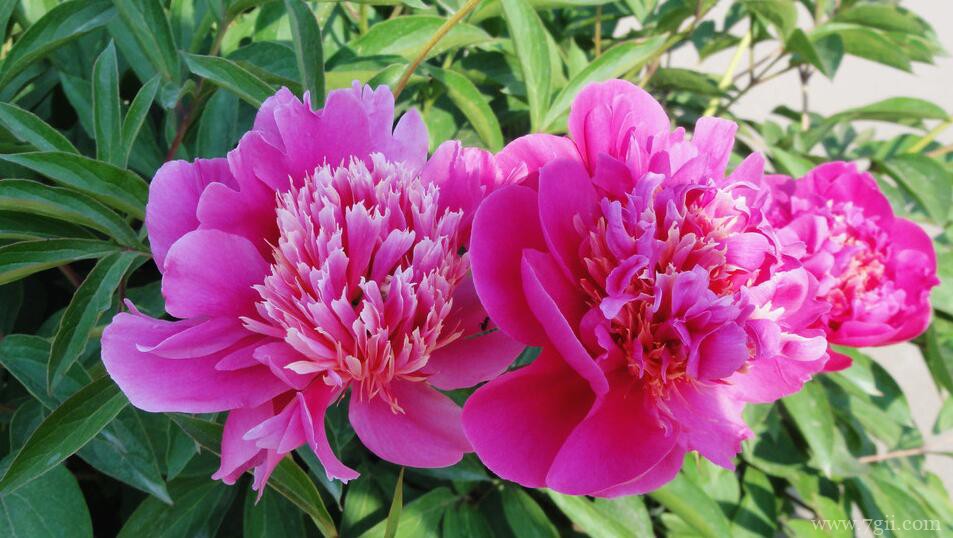 芍药花常见的病虫害及防治方法