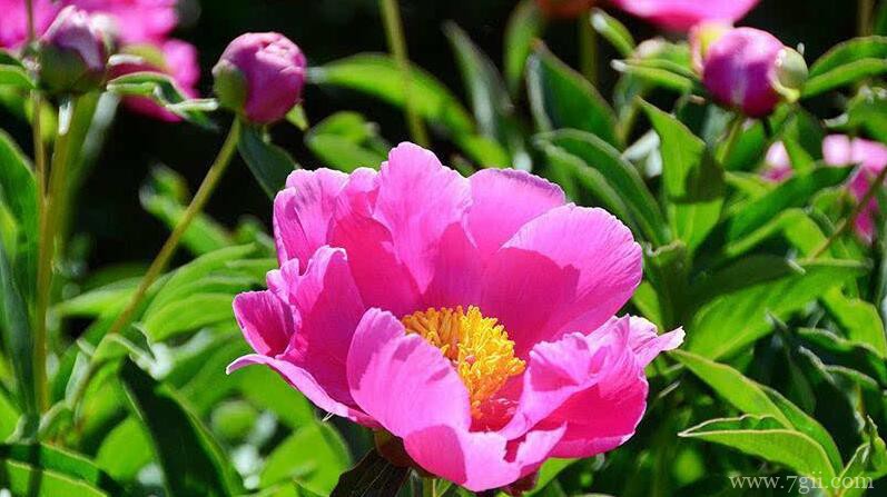 芍药花常见的病虫害及防治方法