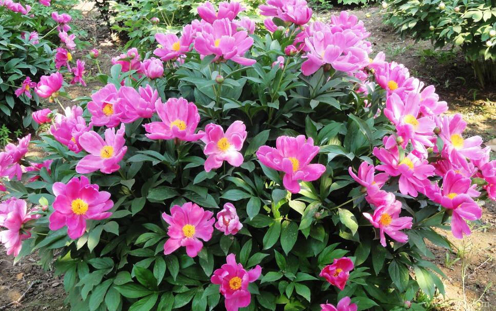 盆栽芍药花冬季怎么养护管理？